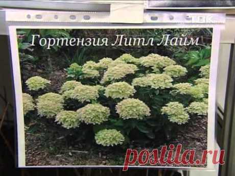 Советы тети Тани. Гортензии.