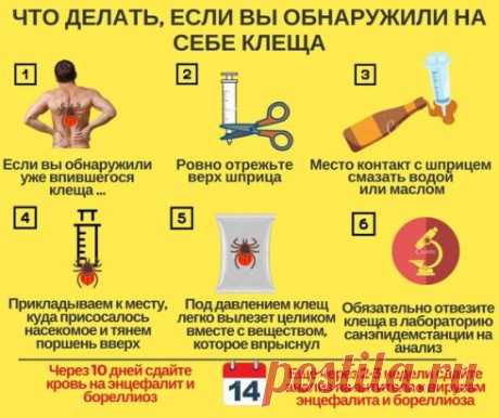 Что делать, если вас укусил клещ