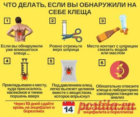 Что делать, если вас укусил клещ