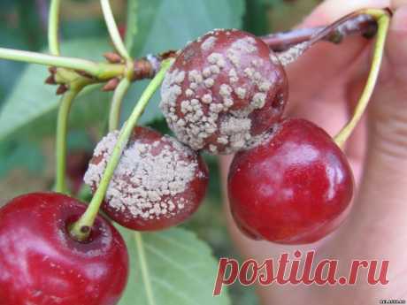 ДВЕ БОЛЕЗНИ ВИШНИ, КОТОРЫЕ НУЖНО ЗНАТЬ В ЛИЦО - Садоводка