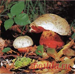 Сатанинский гриб (Boletus satanas)