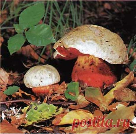 Сатанинский гриб (Boletus satanas)