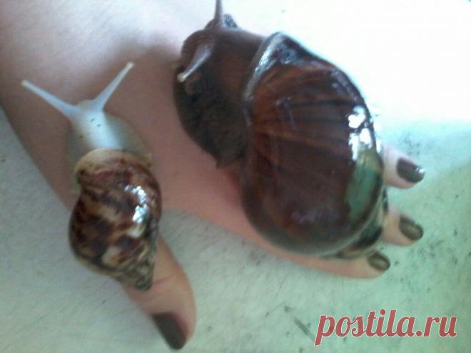 мои ахатинки