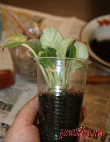 Рассаживание деток фиалки - Садоводка