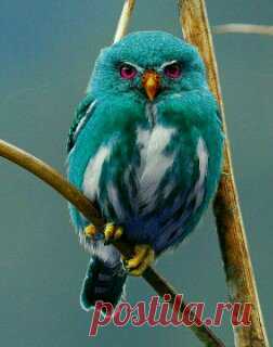 Source: flying of birds