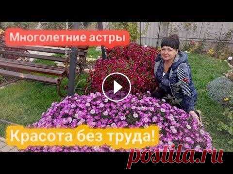 Многолетние астры - красота без труда! Хотите красивые клумбы в саду, но у Вас не возможности уделять цветам много времени? Многолетние астры! У них столько народных названий - это и сентяб...