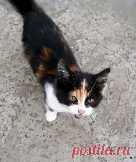 причальный котик