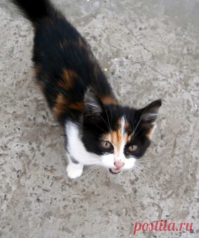 причальный котик