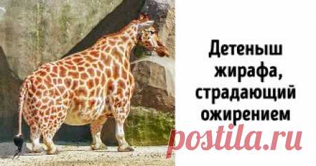 8 вирусных фото и видео, которые оказались подделками Ежедневно в интернет загружаются тысячи фотографий и видеороликов. Самые интересные из них пользователи сети активно лайкают, многие делятся ими в соцсетях. И так случается, что некоторые из вирусных снимков оказываются фальшивками, в которые поверили почти все. Так, например, произошло с фотографией спиралевидного облака и снимком жирафа с короткими ногами и шеей.
