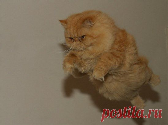 НЛО: Наглый Летающий Обжора!