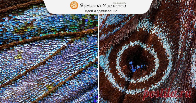 Бабочки, какими их никто не видит: невероятная макро-съемка от Chris Perani Крылья бабочки — символ мимолетной, ускользающей красоты. Бабочки вообще не похожи на других насекомых: такое невероятное разнообразие цветов, узоров и их сочетаний скорее редкость для представителей одного отряда живой природы.