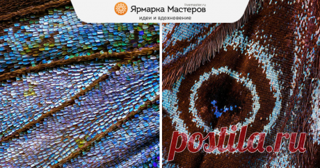 Бабочки, какими их никто не видит: невероятная макро-съемка от Chris Perani Крылья бабочки — символ мимолетной, ускользающей красоты. Бабочки вообще не похожи на других насекомых: такое невероятное разнообразие цветов, узоров и их сочетаний скорее редкость для представителей одного отряда живой природы.