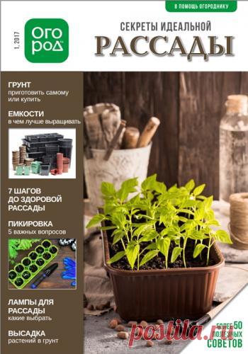 Секреты идеальной рассады - Журнал Огород.ru - Форум для дачников | Огород.ru