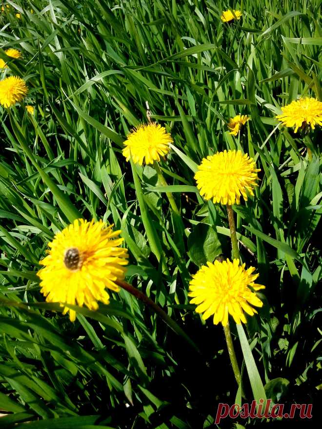 Одуванчики