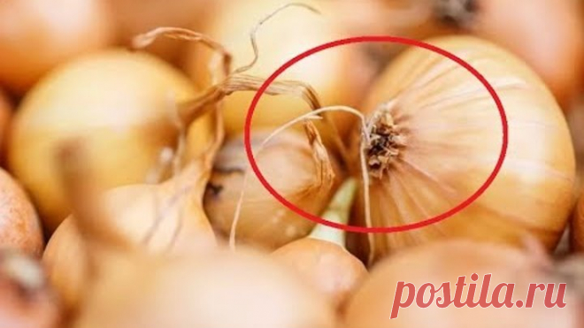 ОБ ЭТОЙ ХИТРОСТИ ЛУКА ЗНАЛИ ТОЛЬКО 3% ХОЗЯЕК: ВОТ ЧТО ЭТО ЗНАЧИТ