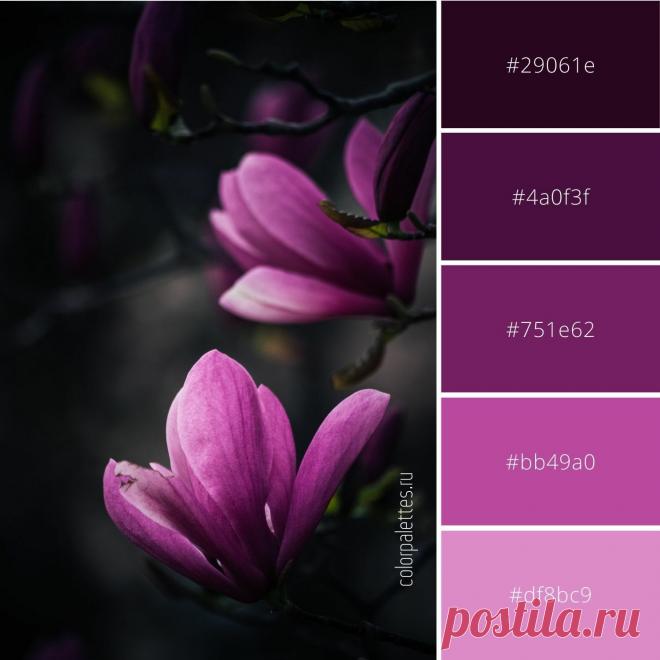 Гармоничное сочетание фиолетового. Скачать палитру с кодами цвета можно на сайте. #цветовоесочетание #цветоваяпалитра #кодцвета #цветы #flowers #colorinspiration #colorcode #colorpalette