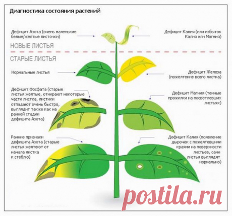 ЛЕТНИЕ ПОДКОРМКИ. КАКИХ ЭЛЕМЕНТОВ НЕ ХВАТАЕТ РАСТЕНИЯМ И КАК ИХ ВОСПОЛНИТЬ
Сохраните, чтобы не потерять!

– В большинстве случаев изменение окраски или формы листьев указывают на то, что растениям не хватает питательных элементов. Если это заметно прежде всего на нижних листовых пластинках – скорее всего, речь идёт о нехватке фосфора, калия или магния (взрослые отдают часть себя в пользу «молодёжи»).
Показать полностью…