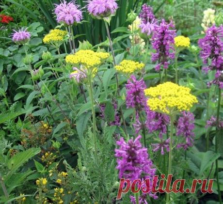 Буквицы: условия выращивания, виды и сорта