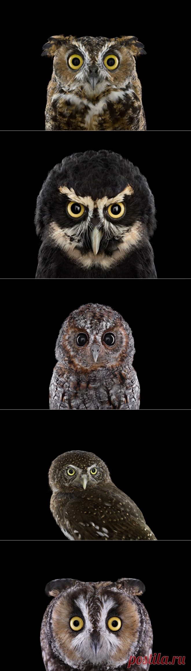 Самые мистические птицы! Совы в объективе Брэда Уилсона (Brad Wilson) &#8212; Фотоискусство