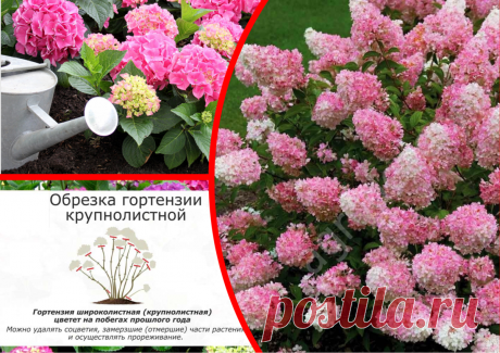 "Гортензия не прощает": 5 банальных ошибок в уходе за цветком, которые мешают ему стать красивее | ДАЧКОМ: Дачный Комиссар | Яндекс Дзен