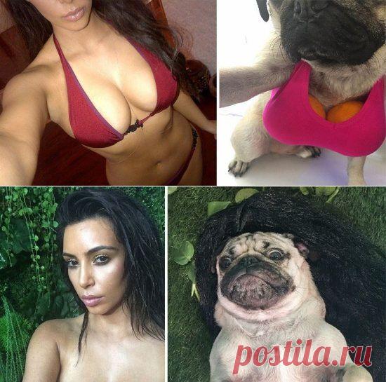 Мопс воссоздает самые сексуальные селфи Ким Кардашьян. &raquo; Авто - машины - механизмы - техника