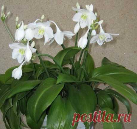 Эухарис (Амазонская лилия) – одно из самых популярных декоративных растений в мире | 6 соток