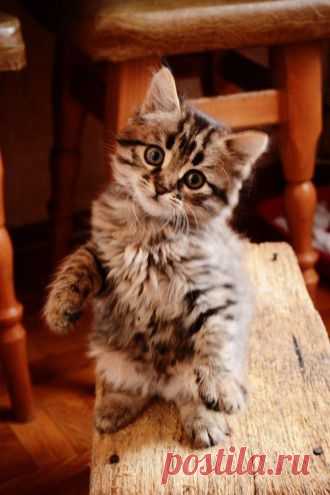 Cute Kittens Archives - Go Cute Kitty!
