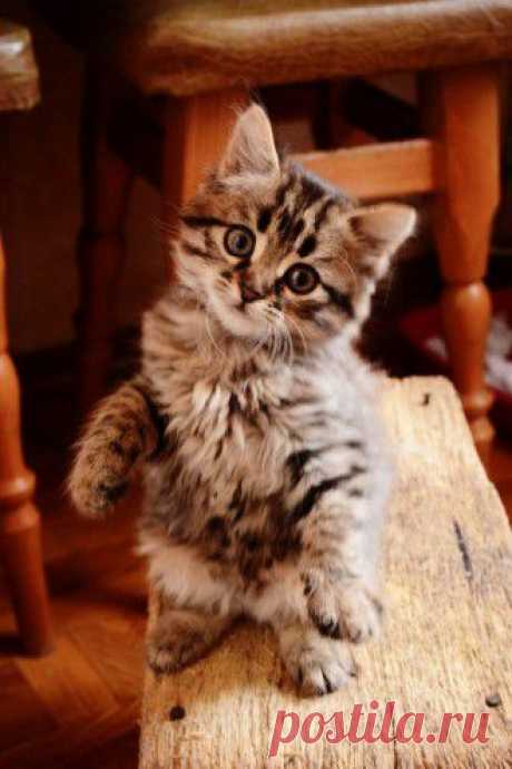 Cute Kittens Archives - Go Cute Kitty!
