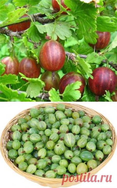 Крыжовник - 15 рецептов (варенье, мармелад, желе и др.) - Кулинарные рецепты / Домашний ресторан