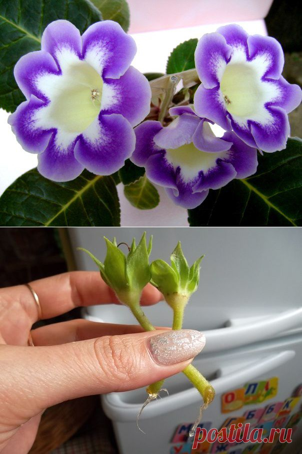 Размножение глоксинии цветоносом.