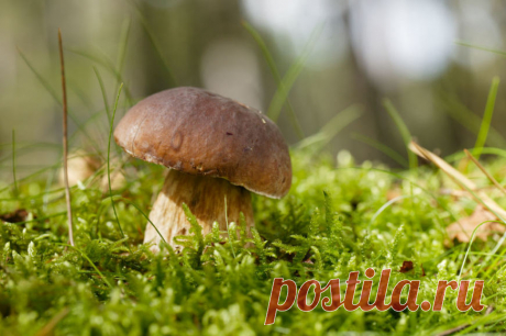 Receptas skubantiems: sūriu apkepti baravykai | ELaima.lt