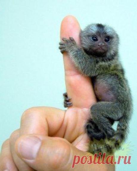 Мармозетка – самая маленькая в мире обезьянка.