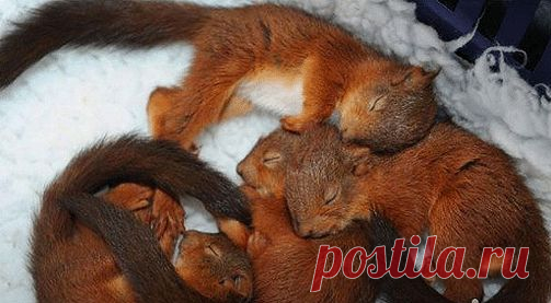 Очаровательные детки животных