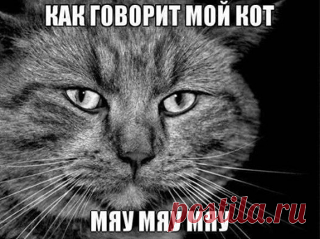 (1) Без кота и жизнь не та
