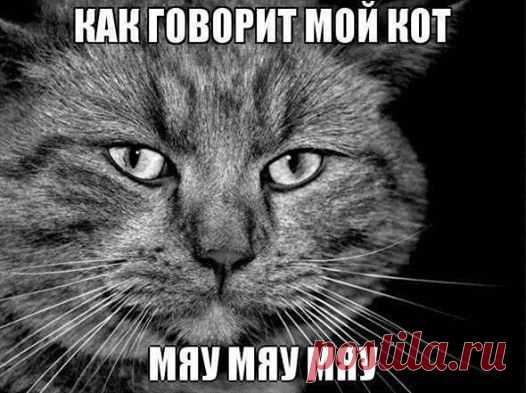 (1) Без кота и жизнь не та
