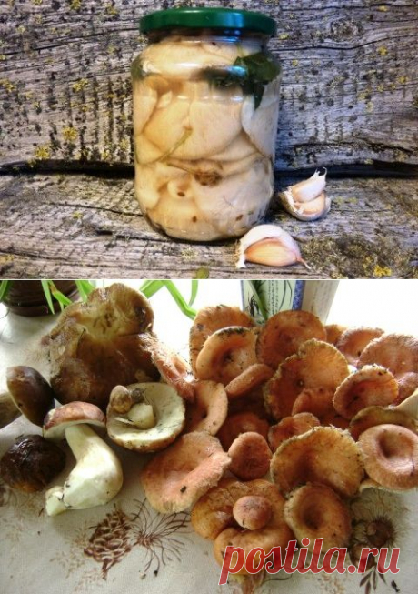 Соленые грузди (холодный способ)