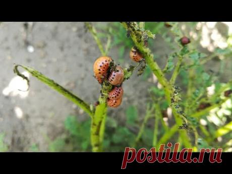 Обойдёмся без колорадских жуков! 100% КОЛОРАДЫ СДОХНУТ! А все хорошие - НЕТ!!!