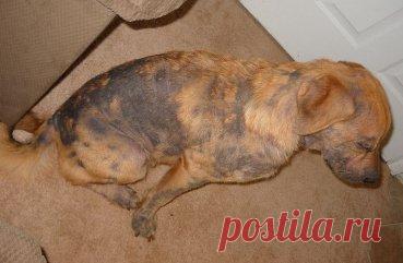 Почему у собаки выпадает шерсть: выявление причины и способы их устранения