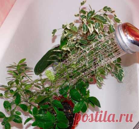 Горячий душ для комнатных растений