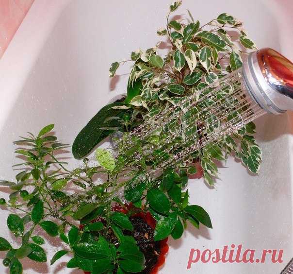 Горячий душ для комнатных растений