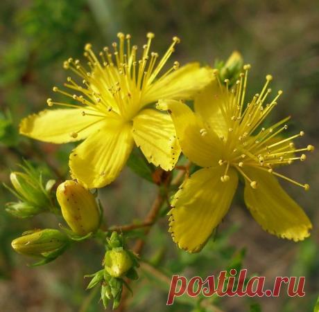 СЕРДЦЕ СЛЕДУЕТ БЕРЕЧЬ: ОНО ЗДОРОВО — И ГОРА С ПЛЕЧ | Советы Народной Мудрости
В наше нестабильное время, когда многие люди остаются без работы, а остальные работают по 12-14 часов в сутки, — это негативно действует на сердечно-сосудистую систему. Улучшить состояние здоровья помогут рецепты народной медицины, которыми с удовольствием делюсь.