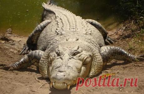 Кто кусает сильнее всех