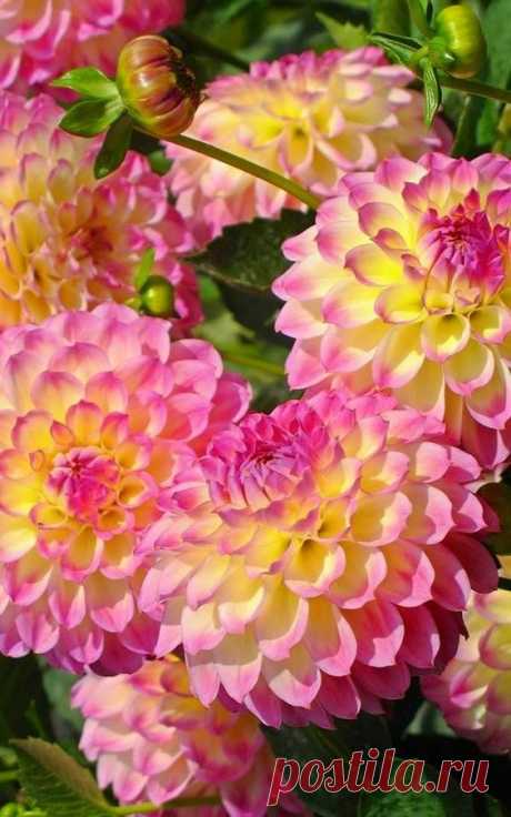 (41) Pinterest