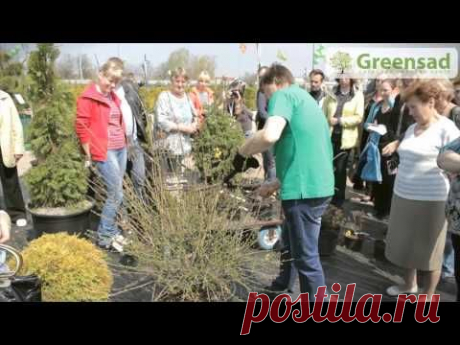 ▶ Обрезка кустарников - YouTube
