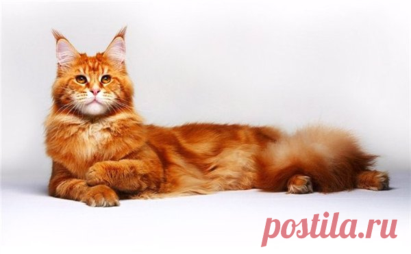 Кошки.Суеверия и народные приметы..