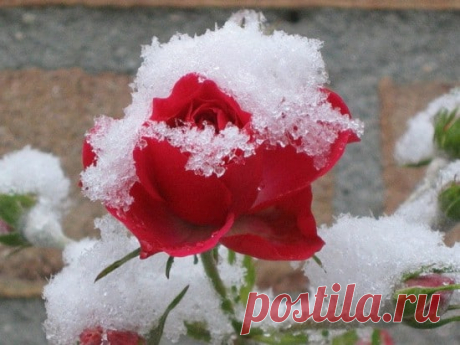 розы | Записи в рубрике розы | Дневник sdor