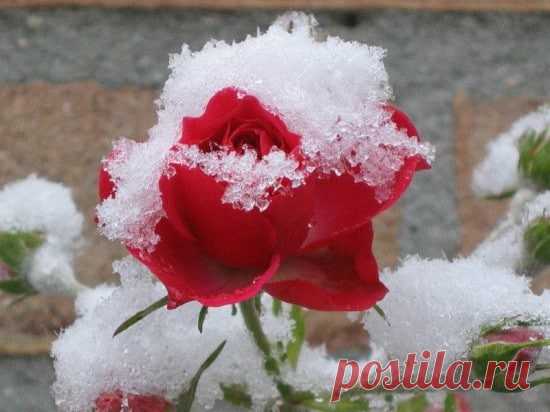 розы | Записи в рубрике розы | Дневник sdor