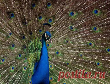 Blue Peacock by SIJANTO NATURE / 500px