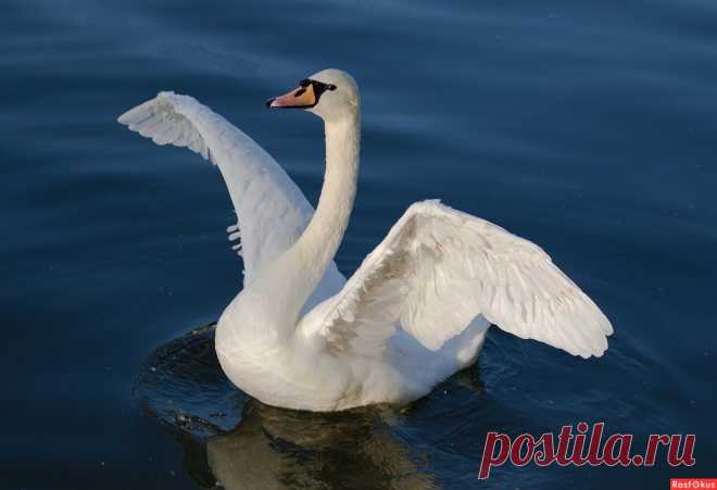 Фотолюбитель Гуго де Пейн. Другое. Фотосайт Расфокус.ру