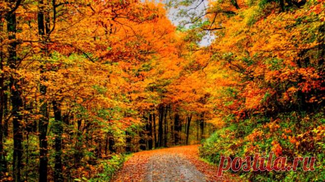 Напомни, осень, музыку ветров (стих) Красиво!